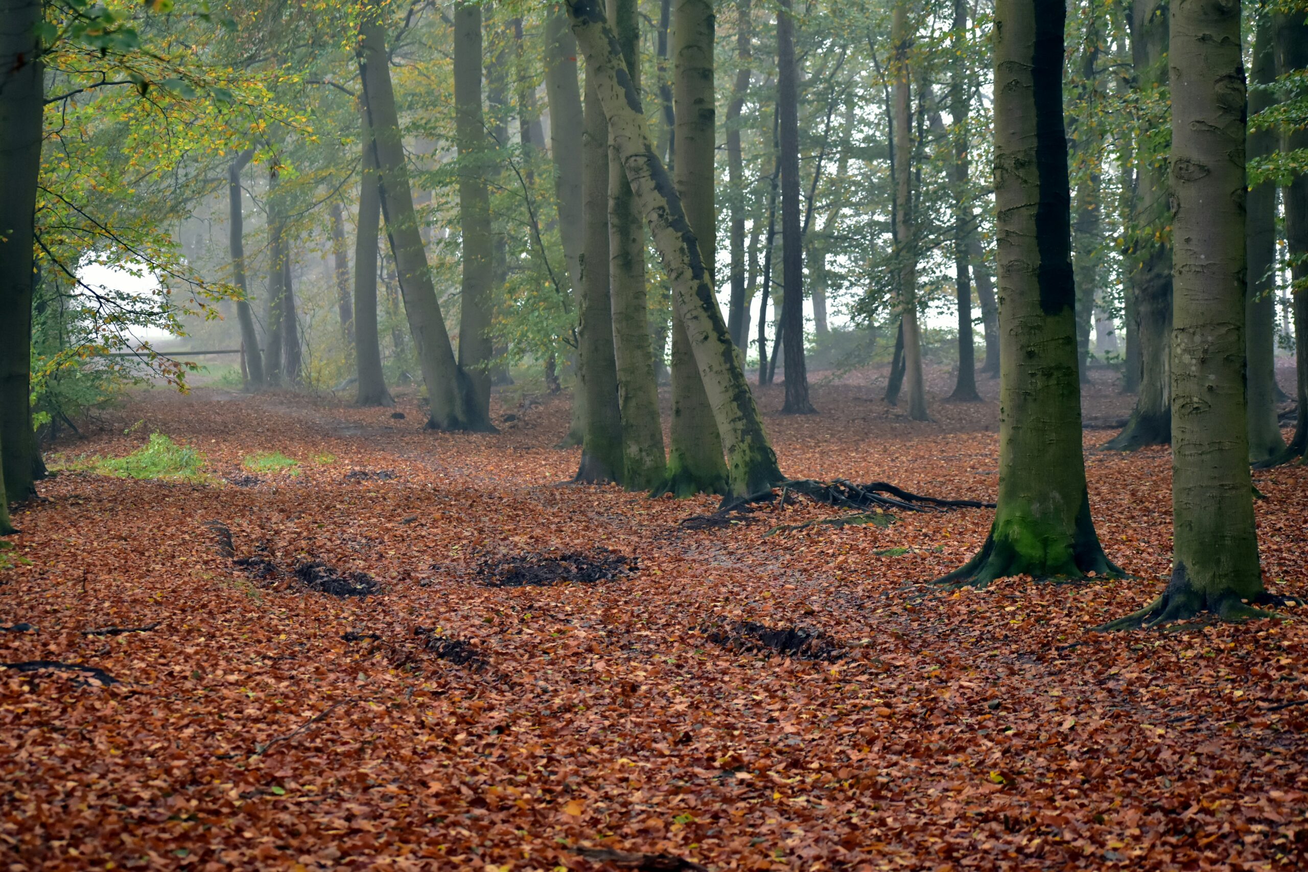 a forest filled with lots of trees covered in leaves